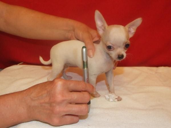 cachorrita de chihiahua miniatura   una verdadera muñequita