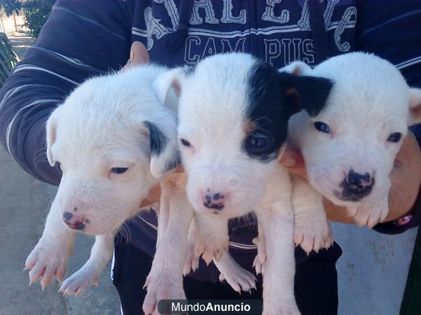 CACHORROS DE BODEGUERO