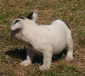 precioso bulldog con pedigree