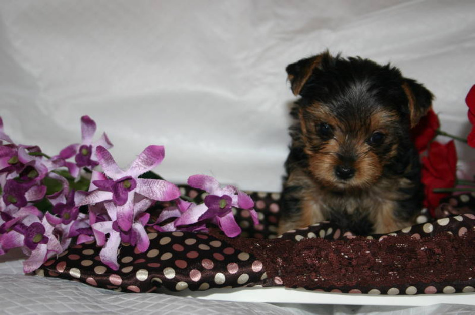 Regalo cachorritos  de yorkshire terrier