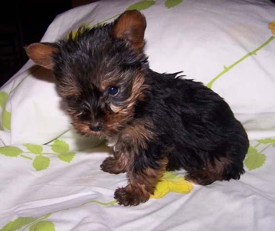 Ultima Perrita Yorki de dos meses