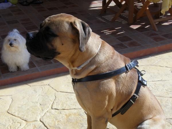 BULLMASTIFF SE OFRECE PARA MONTAS