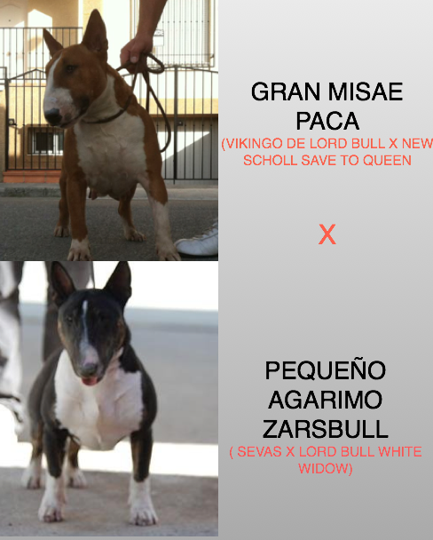 cachorro bull terrier disponible, excelente pedigree