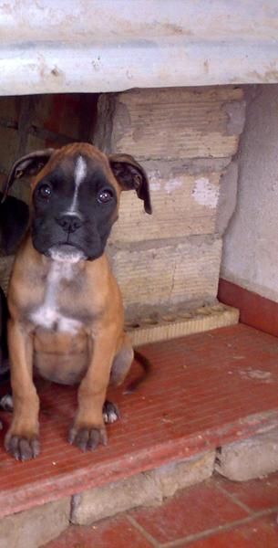 CACHORRO DE BOXER CON PEDIGREE