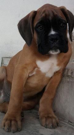 Cachorros de Boxer