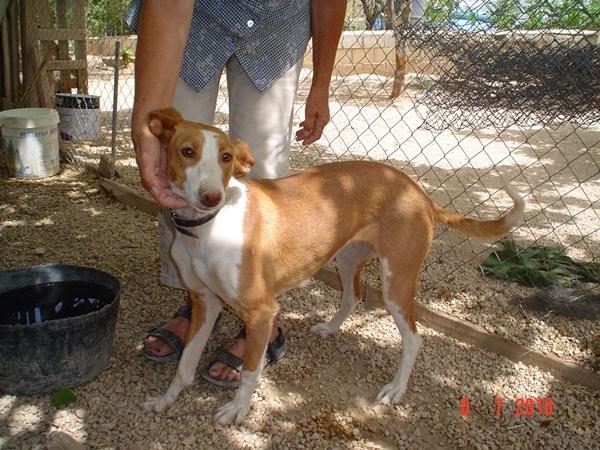 Jimena. Podenca muy tímida y cariñosa en adopción. GPAR