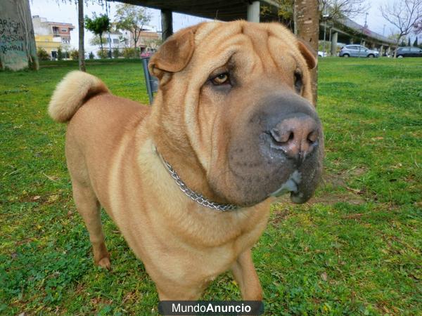 sharpei para montas