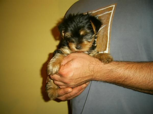 yorkshire terrier