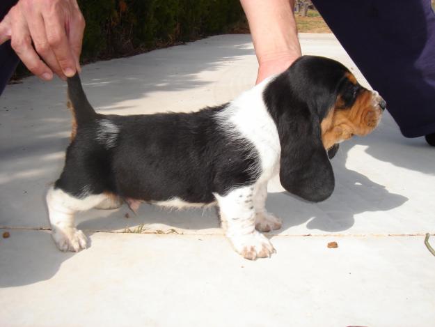 Basset hound nietos campeon de España