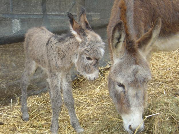 BURROS MINIATURAS