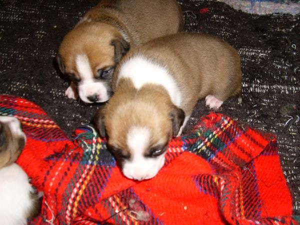 Cachorros american staffordshire