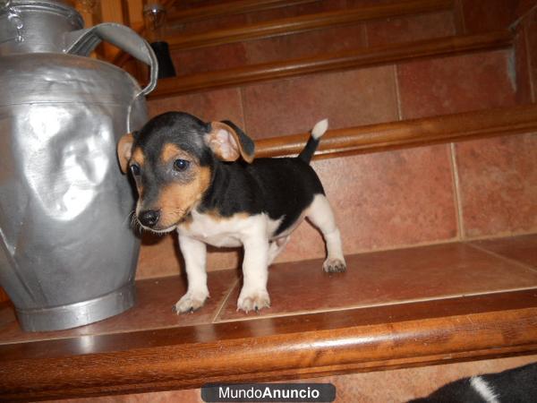 cachorros muy guapos jack russell  300 €