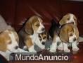 camada de beagle