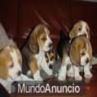 camada de beagle - mejor precio | unprecio.es