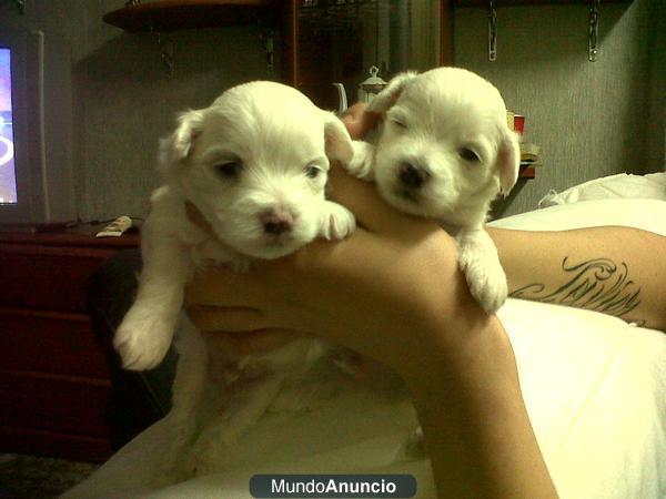 Camada de Bichon Maltes