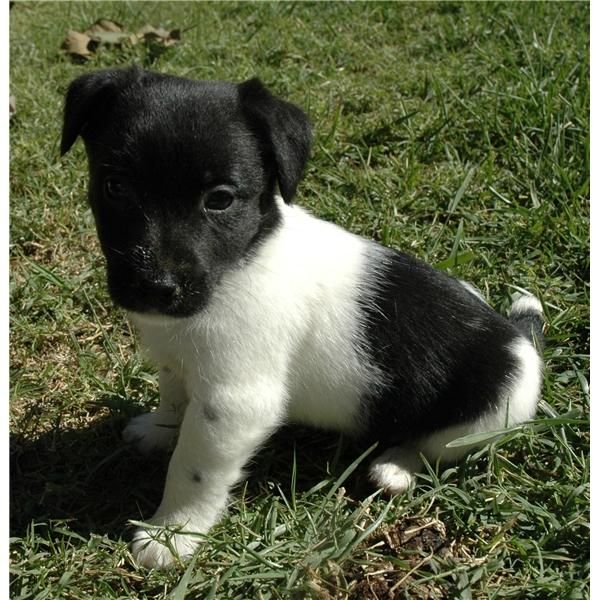 pierna más corta negro / blanco liso / ligeramente roto recubiertos Jack Russell Terrie