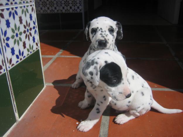 SE VENDEN CACHORROS DE DALMATA PURA RAZA 150€