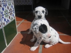 SE VENDEN CACHORROS DE DALMATA PURA RAZA 150€ - mejor precio | unprecio.es