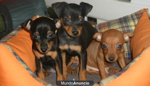 Mini pincher, simpáticos cachorros