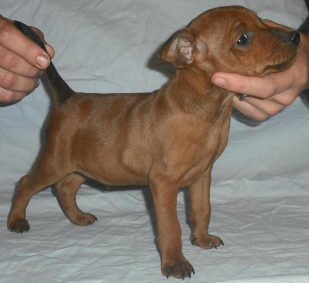 cachorro pinscher miniatura