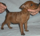 cachorro pinscher miniatura - mejor precio | unprecio.es