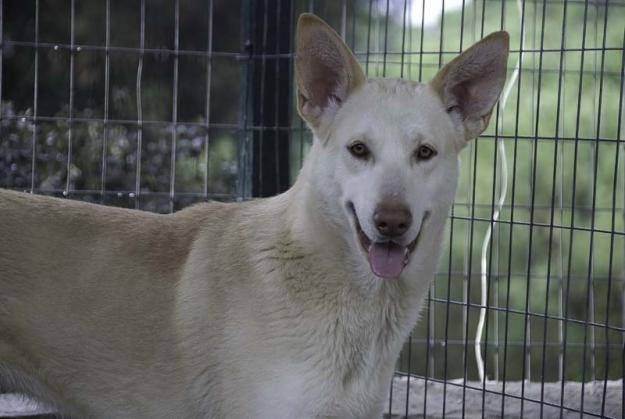 Claudia, una perra hermosa en busca de hogar!