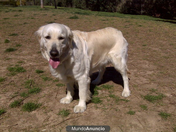 golden retriever en torrent