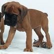 impresionantes boxer, cachorros de dos meses