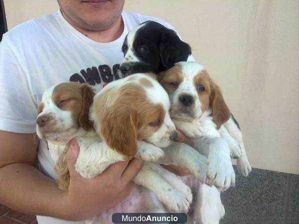 perros de caza bretones