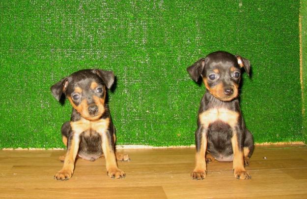 PINSCHER MINI, 290€