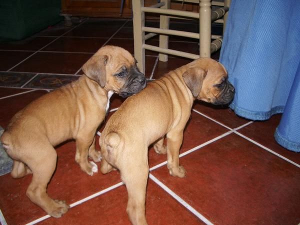 preciosos boxer dorados con excelente pedigree