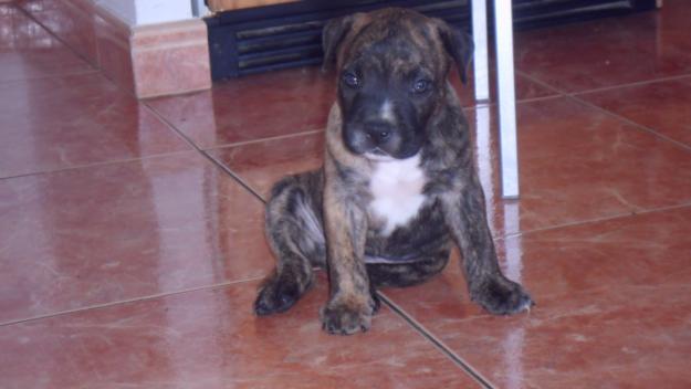 Vendo precioso cachorro de presa