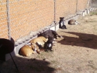 vendo staffy hembras de 9 meses, bulldog.f y bull terrier - mejor precio | unprecio.es