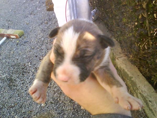 Venta de cachorros Bullterrier