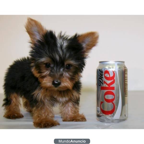 YORKSHIRE TERRIER MINIATURAS ECONOMICOS