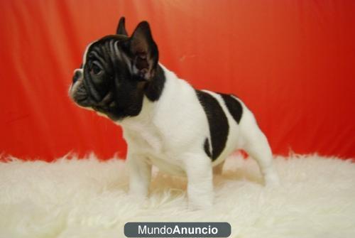 chatos y compactos cachorros de calidad bulldog frances con pedigre