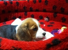 Excelente Cachorro Beagle de pura raza - mejor precio | unprecio.es