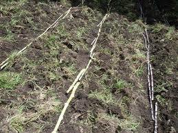 Maraalfalfa pasto de ganado