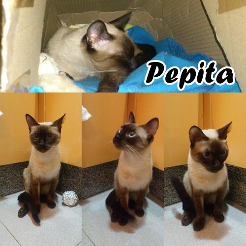 PEPITA. gata joven atropellada.