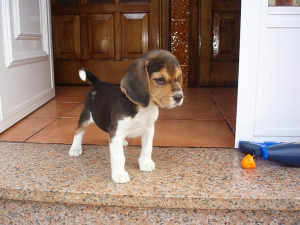 preciosas cachorrillas de beagle