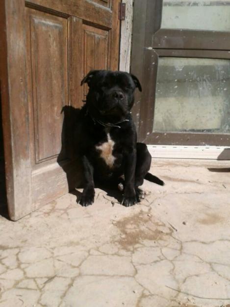 staffordshire bull terrier para montas