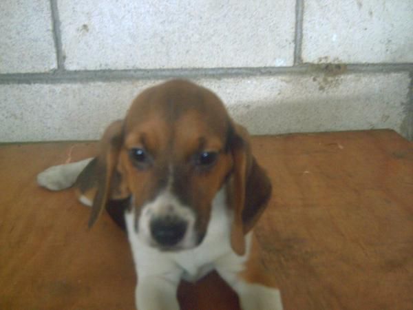 VENDO LA ULTIMA CACHORRITA DE BEAGLE TRICOLOR CON PEDIGREE, A 200 .