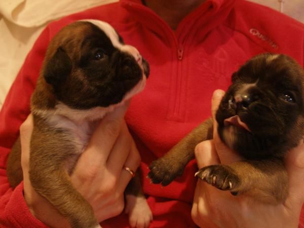 AUTENTICOS CACHORROS DE BOXER