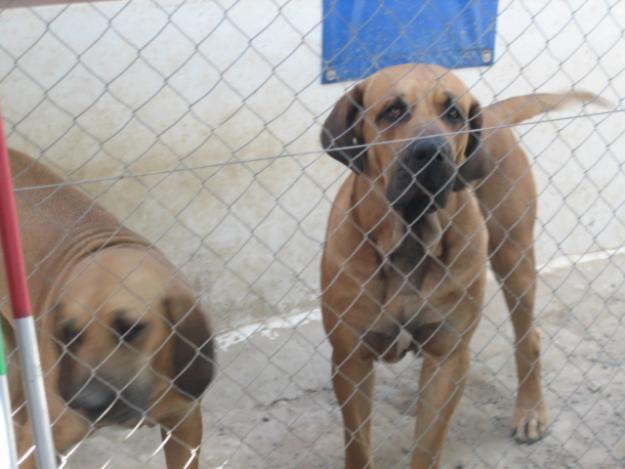 Cachorros Fila Brasileño