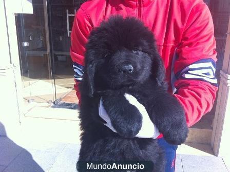 Cachorros impresionantes de terranova