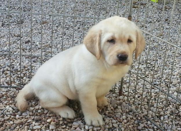 Cachorros Labrador retriever