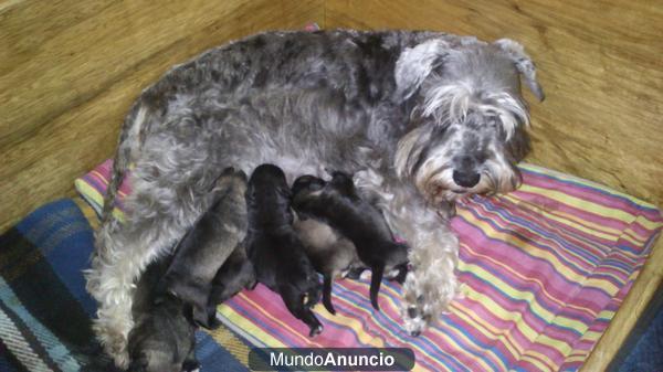 Camada de schnaucer mini sal y pimienta