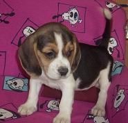 Excelentes Beagle de pura raza. Madrid