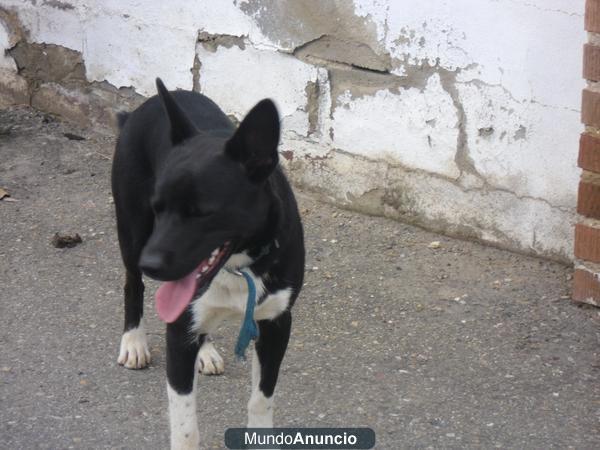 PERRO EN VENTA DEL OLIVAR (ZARAGOZA)