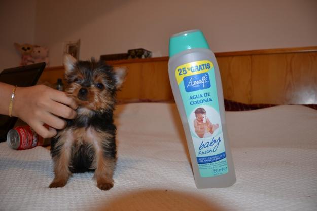 Preciosa cachorrita yorkshire terrier miniatura, ven a verla !!